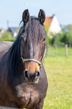 牧场草地阿拉伯马图片